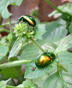 Mint leaf beetles