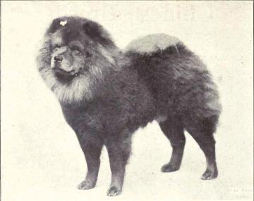 Chow-Chow_from_1915