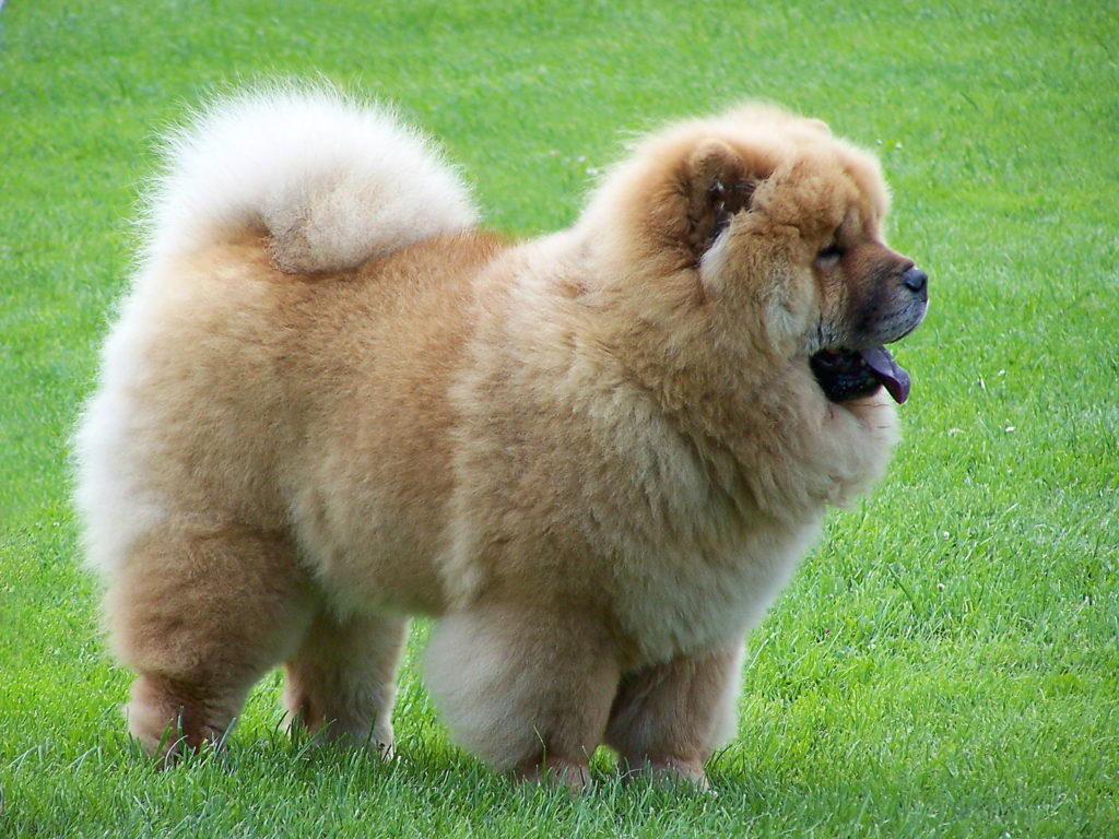 The ancient origins of the Chow Chow 