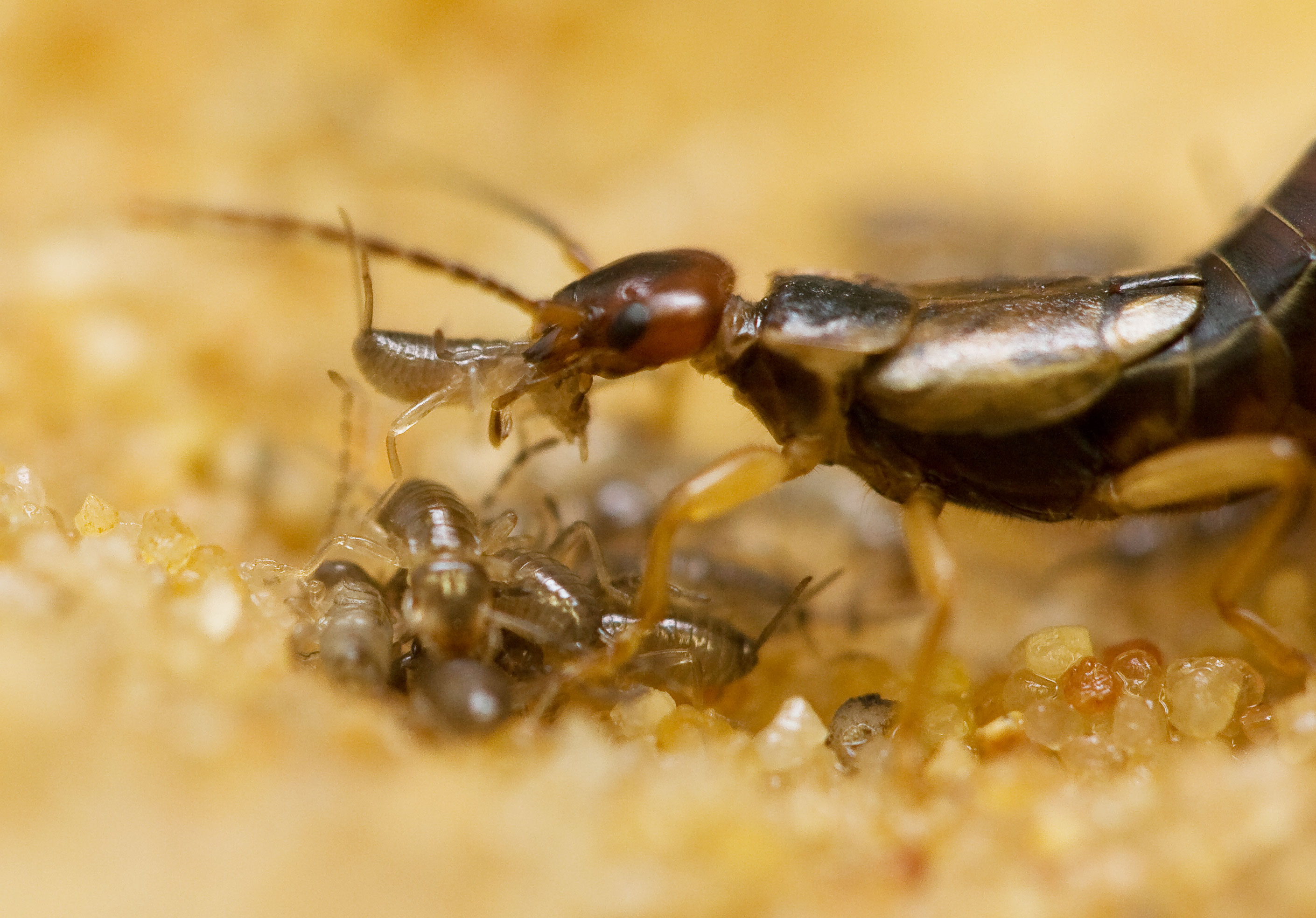Earwig mother moving her nymphs