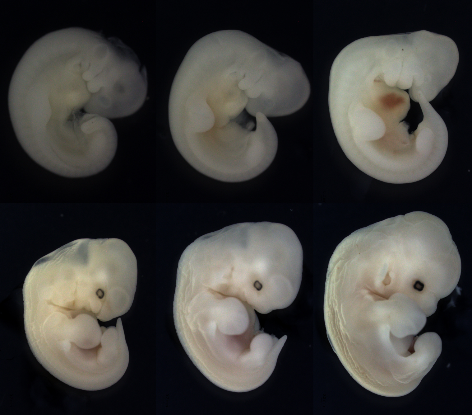 Erophylla sezekorni (Buffy flower bat) embryos from ridge, bud, paddle stages (top row). As development proceeds (bottom row), the digits condense in the developing fore- and hindlimbs. The interdigital tissue of the hindlimb will regress, leaving free toes, while the wing will retain this tissue. 