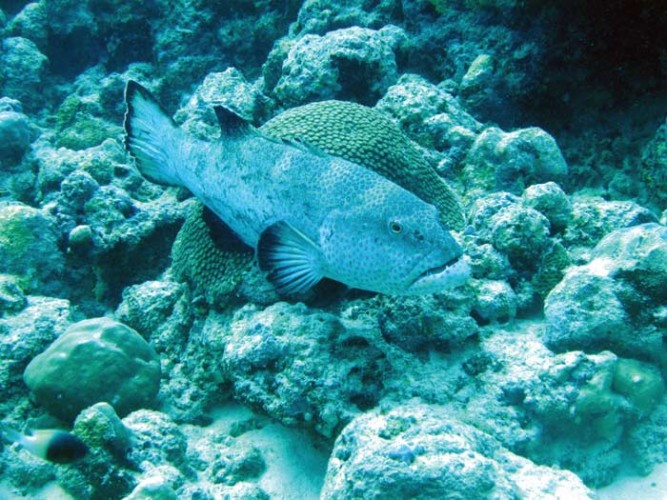 A male grouper, showing the scars from past battles, guards his territory.