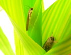 Adult moths on a corn plant