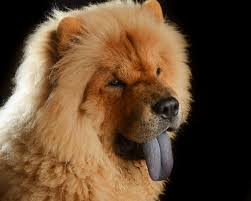 chow chow x shiba inu