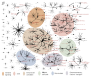 Corex Research BMC Series blog Machine learning reveals correlations of gene ...