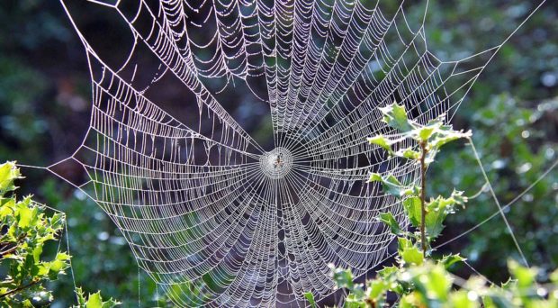 Cobweb Spiders Wrap Prey With Diverse Silk Proteins Expanding Silk Applications Bmc Series Blog
