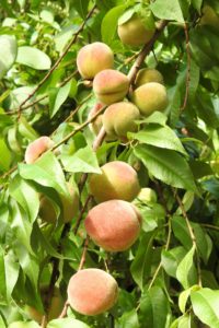 Cultivated peaches are vulnerable to the effects of drought.