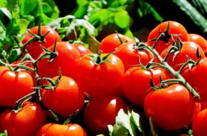 Chloroplasts may help tomatoes withstand the effects of drought