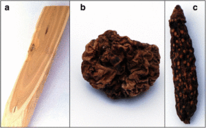 Some of the plant materials used in this study. a) Tatarian honeysuckle wood b) A dried silver vine fruit gall c) A dried normal silver vine fruit