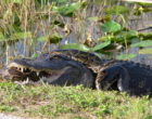 An American alligator attacks an invasive Burmese python in Florida. Can the humble microbe help us predict which species will become successful invaders?