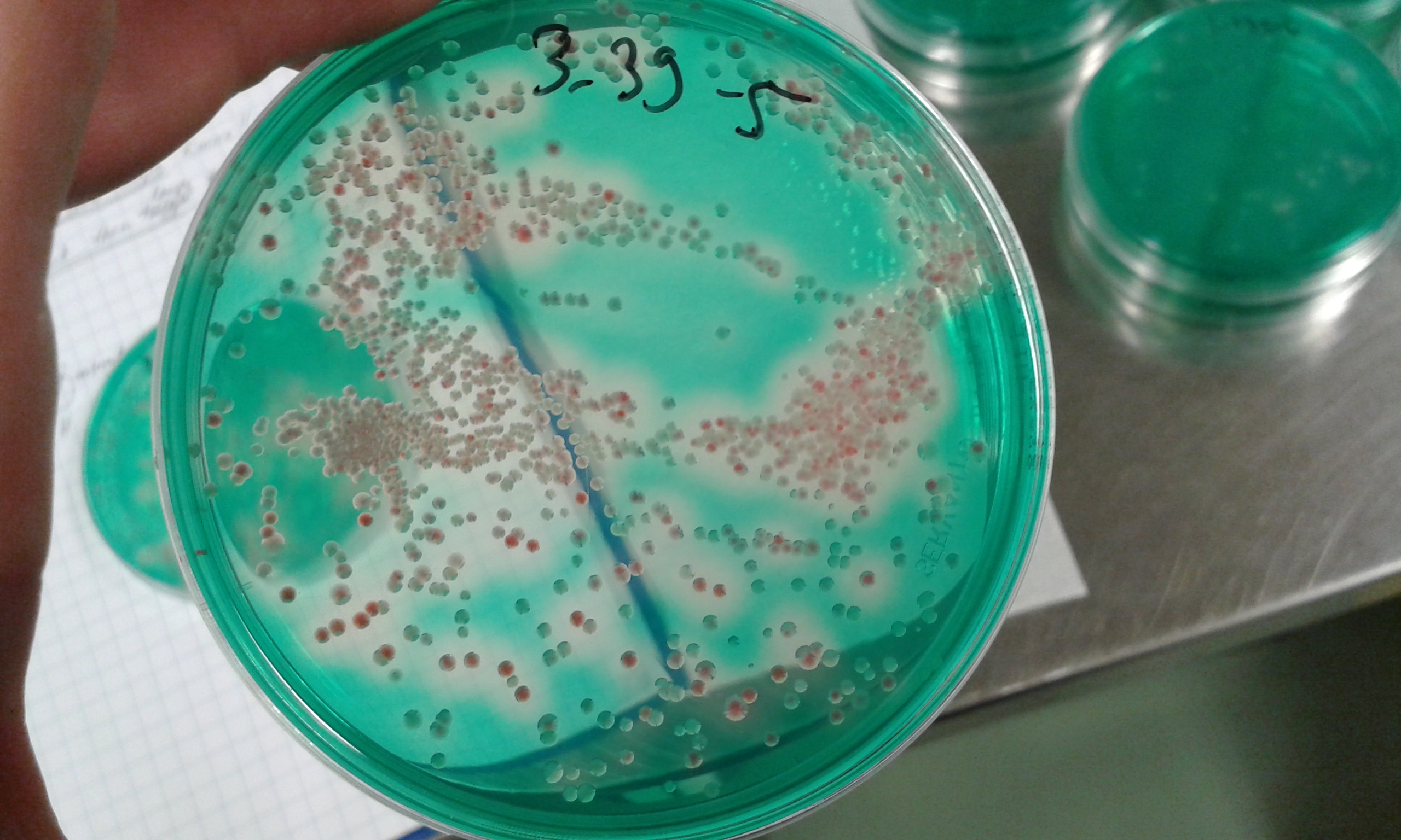 Example of DNAse-agar plate used for recognizing invader species (Serratia marcescens) that produce red pigment and a halo around colonies. Other species used in the experiment can be seen as white colonies without a halo. 