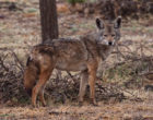 African wolf photographed at Lake Abiata in Southern Ethiopia