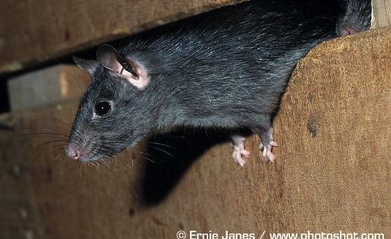 Understanding Rats Invasion Of Madagascar Bmc Series Blog