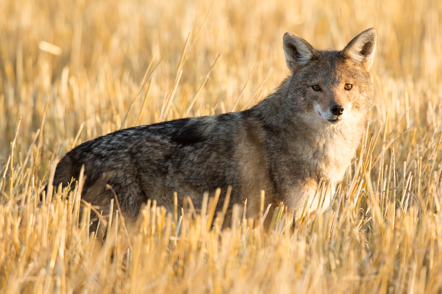 Rediscovering the African wolf - BMC Series blog