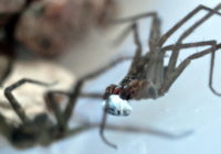 Spider blog 1
