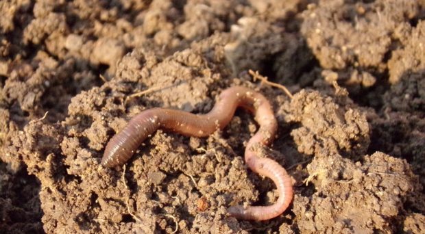 Three Shocking Facts About Earthworms