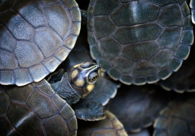 These young giant South American turtles will one day weigh up to 198 ...