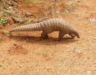800px-Pangolin_brought_to_the_Range_office,_KMTR_AJTJ