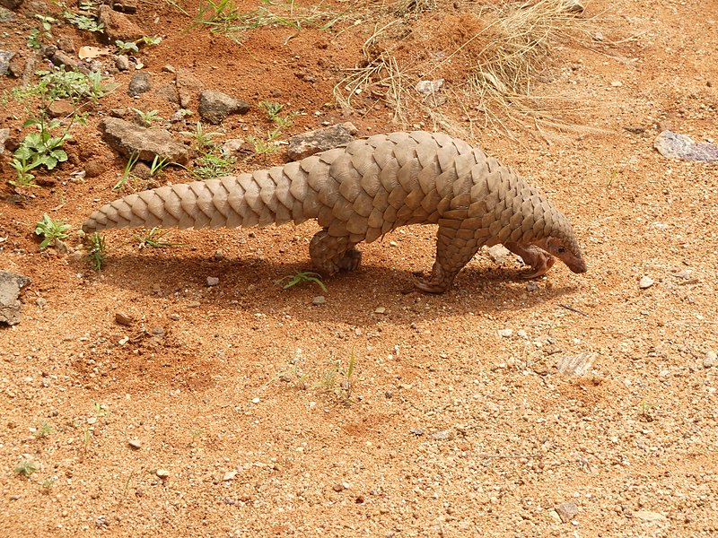 Pangolins the world’s cutest creature you’ve never heard of BMC