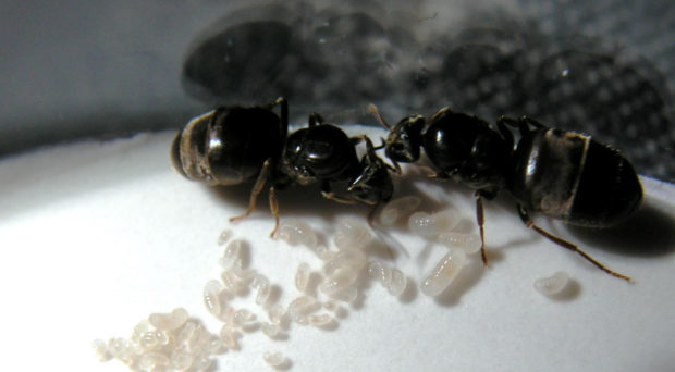 ant queen laying eggs