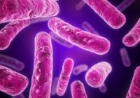 Generic pink bacteria