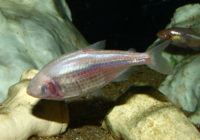 cavefish