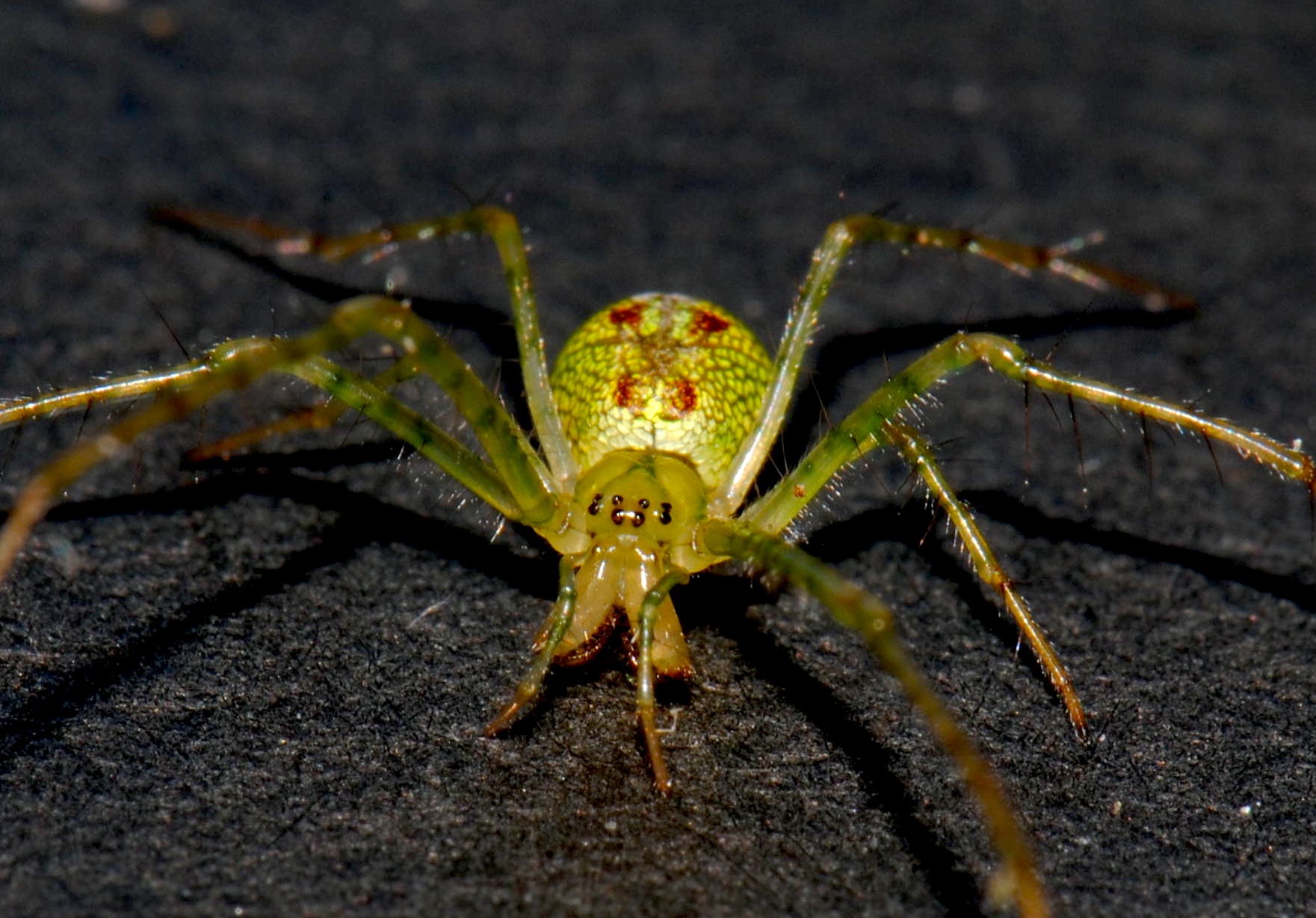 Hawaiian spiders teach us about how explosive diversification happens