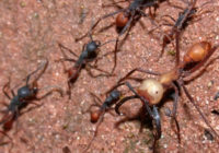 Eciton_burchellii_army_ants