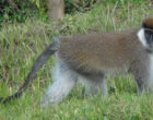 Fig 3 Bale monkey at Kokosa forest fragment (FF) Photo_Addisu Mekonnen