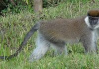 Fig 3 Bale monkey at Kokosa forest fragment (FF) Photo_Addisu Mekonnen