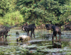 bonobos fishingCGB