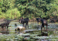 bonobos fishingCGB