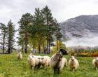 Sheep in Norway