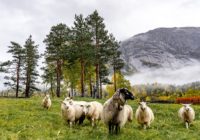 Sheep Norway