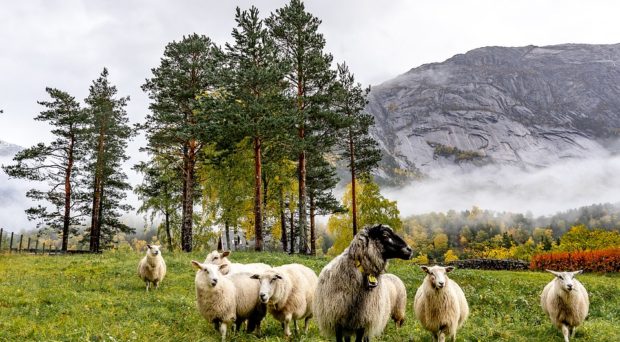 Sheep in Norway
