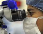 Transplant nephrologist looking into microscope
