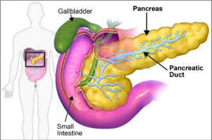 Human Pancreas Organoids: A step closer to understanding biology