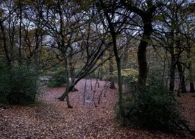 Photograph showing a shadowy woodland scene with autumn leaves covering the ground