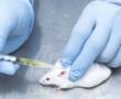 Researcher administered drug into the mice by subcutaneous injection