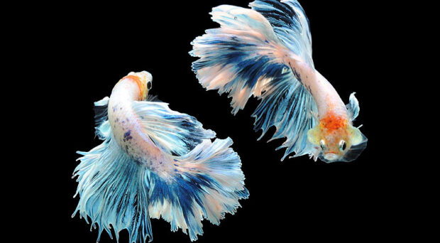 BMC Series blog What makes a fighting fish fight?