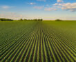 Landscape of soybean field in plains