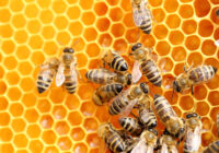 arbeitende Bienen beim Honigsammeln
