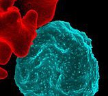 Red_blood_cell_infected_with_malaria_parasites-NIAID_RML