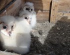 Owl chicks in a nest box CONAF