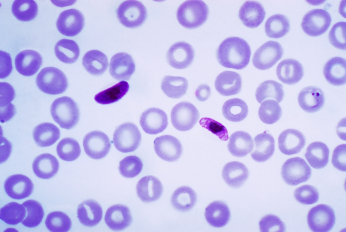 switching-on-the-production-of-malaria-sexual-stages-bugbitten