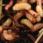 Myrmica ants tending the caterpillars
