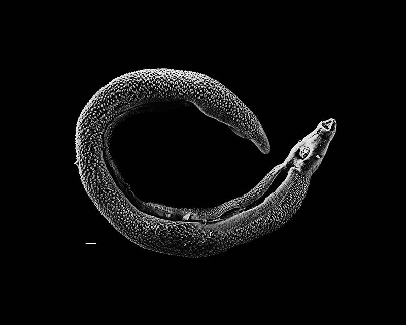 Male schistosome worm, image courtesy of David Williams