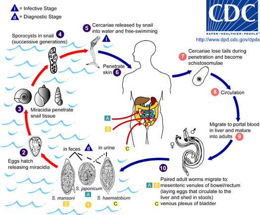 The schistosome life cycle, image courtesy of CDC