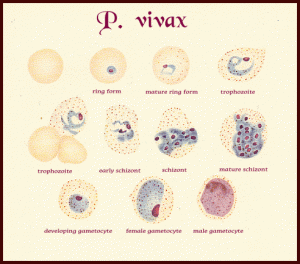 Red blood cell stages of P. vivax 