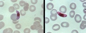 Plasmodium falciparum female and male gametocytes